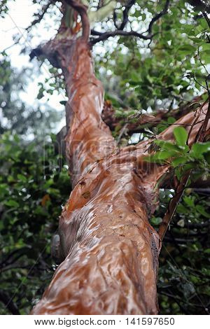 interesting beautiful trunk of Arbutus andrachne or Greek Strawberry Tree