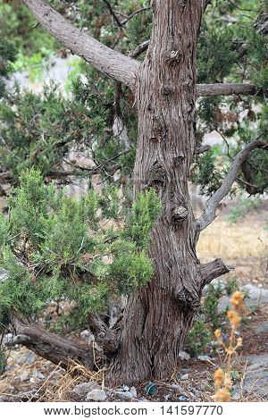 trunk with bark of juniperus communis the common juniper tree in Crimea mountains