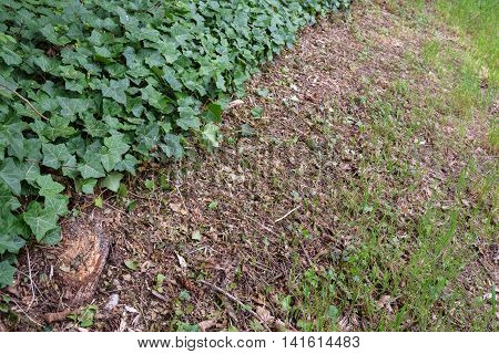 Berm on the side of the street freshly mowed