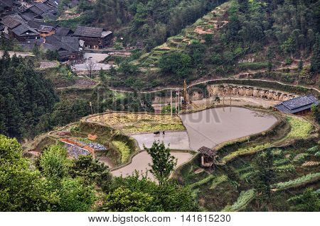 Jilun Dong Village Guizhou Province China - April 9 2010: Paddy field in a hilly area a farmer plows the soil on the flooded rice field using buffalo at the foot of the hill is hamlet.