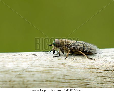 Close-up of biting Band-eyed Brown Horse-fly showing its rainbow-coloured eye and single stripe.
