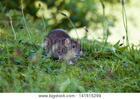 Wild rodent Brown Rat in English countryside