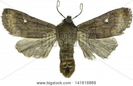 Satellite Moth on white Background  -  Eupsilia transversa (Hufnagel, 1766)