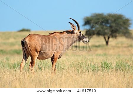 A rare roan antelope (Hippotragus equinus) standing in grassland, Mokala National Park, South Africa