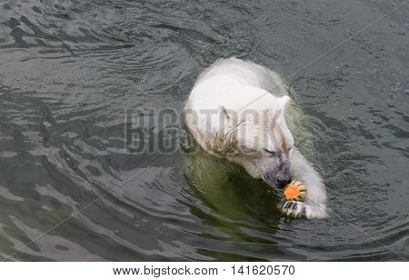 Polar bear in a water eating a melon