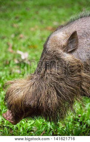 Bornean bearded pig close-up in Bako National Park, Borneo, Malaysia