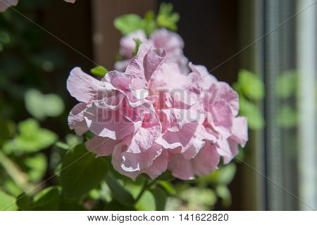 Pink Petunia Growing In My Mother's Window.