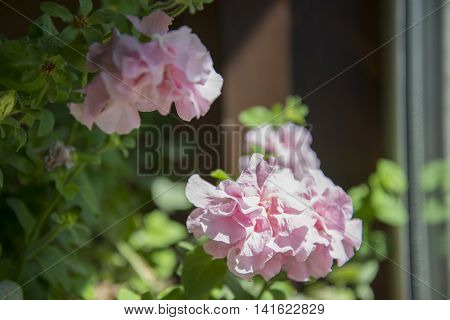 Pink Petunia Growing In My Mother's Window.