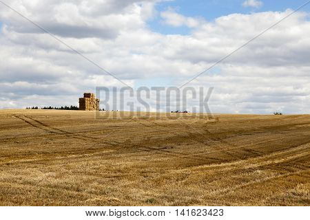 photographed agricultural field on which grow cereals, wheat
