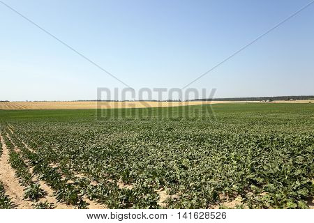 Agricultural Field On Which Grow Beets, Blue Sky