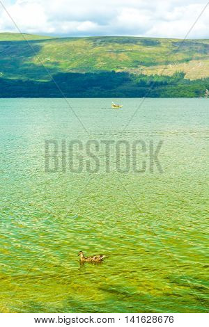 Duck swimming in the Loch Lomond lake in Luss Scotland UK