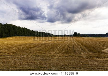 Agricultural field on which grow up cereals wheat, Belarus, ripe and yellowed cereals, small depth of field