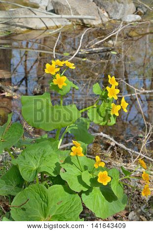 A close up of the flowers of kingcup (Caltha palustris) at river.