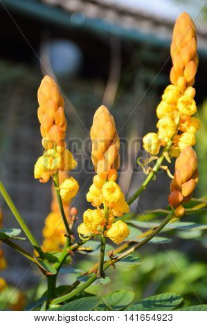 yellow Ringworm Bush flower in nature garden