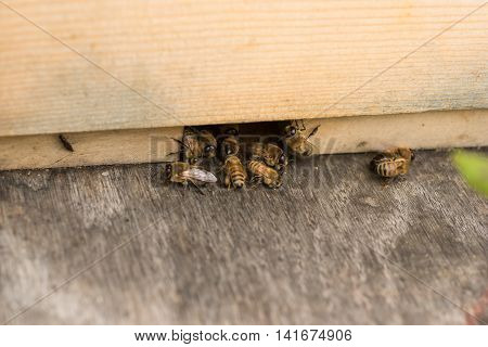 Worker bees kick drones out of the beehive.
