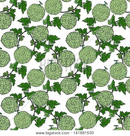 Melon, Cantalop Seamless Pattern By Hand Drawing On White Backgrounds.