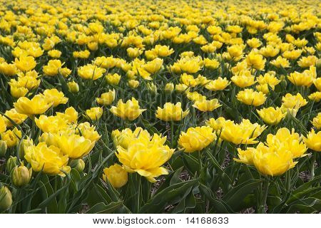 Ocean keltaiset tulppaanit