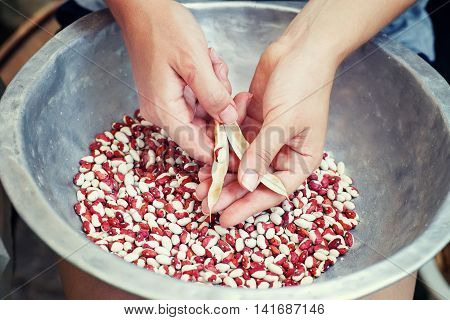 kidney beans in hands. Woman hold kidney beans in hand. Woman cleans the kidney beans from the husk
