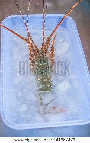 Lobsters in market, fresh of shrimp ready to cook