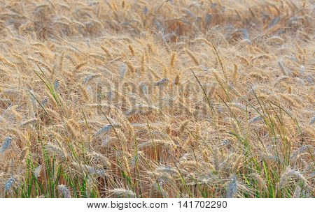 Details of ripe barley field, agriculture decor