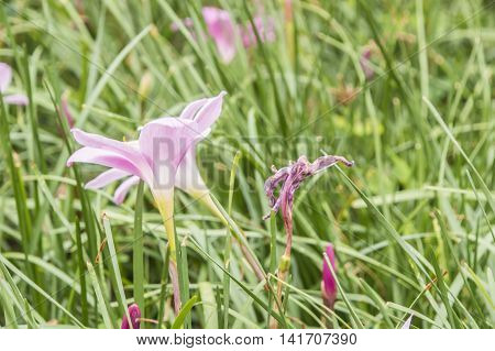 Beautiful rain lily flower in the farm. (Zephyranthas sp.)