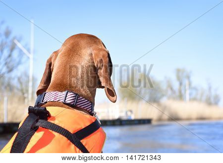 Dog with life jacket and pet collar on a motor boat. Boat trip with Viszla.