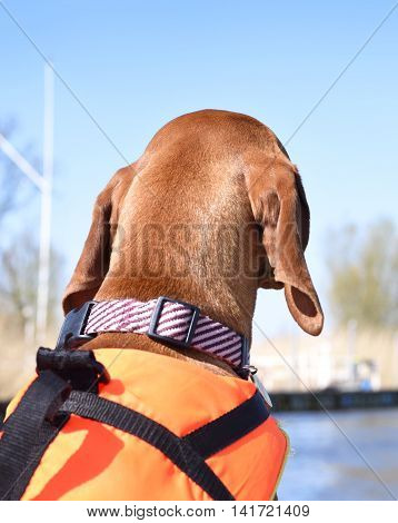 Dog with life jacket and pet collar on a motor boat. Boat trip with Viszla.
