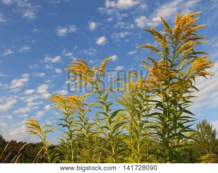 Yellow wildflowers on a background of blue sky