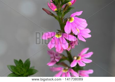 Flowers of a Common Fan flower (Scaevola aemula)