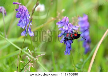 Red dotted insect on a meadow in summer time