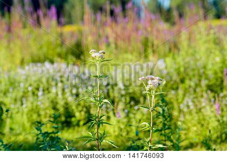 Budding and sweetly scented pink pastel colored blossoms of Valerian plants in their own natural habitat in a Dutch nature reserve in the summer season.
