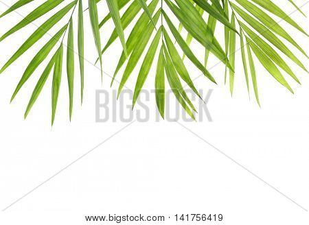 Green leaves of palm tree on white background