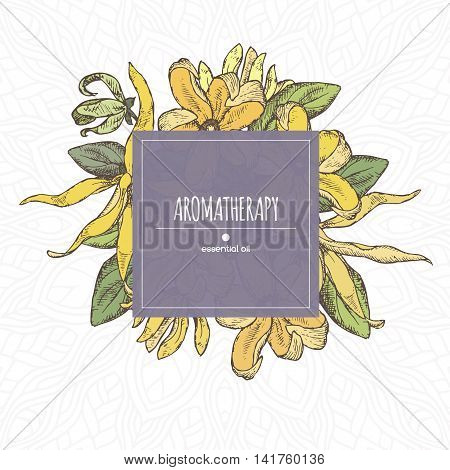 Elegant color center frame template with ylang-ylang sketch. Aromatherapy series. Great for traditional medicine, perfume design, cooking or gardening.