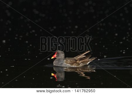 Common moorhen swimming at night, nocturnal animals, nocturnal
