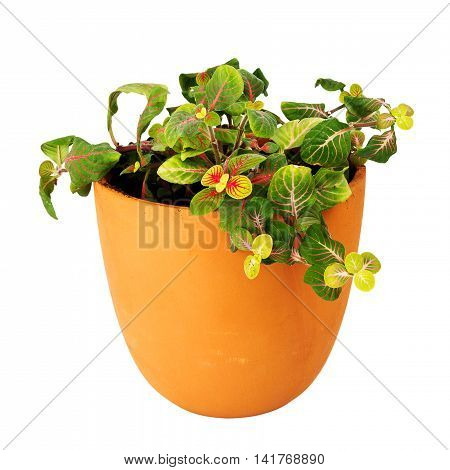 Mosaic plant Fittonia a potted plant isolated on white background