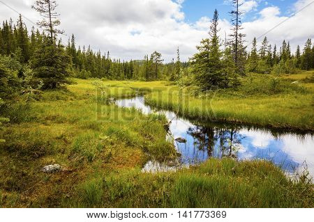 Beautiful stream of fresh water in the wild woods in Telemark, Norway. Untouched nature and environment.