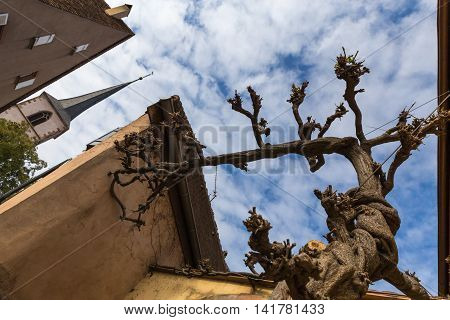 Old grapevine on the street of Mittelbergheim. Alsace France.