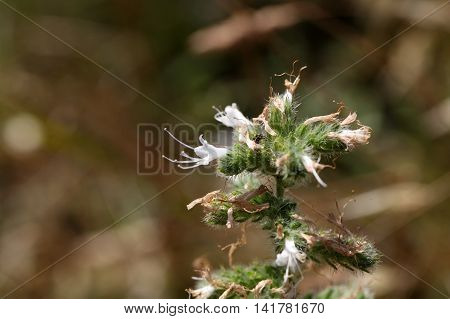 Flowers of a pale burgloss (Echium italicum)