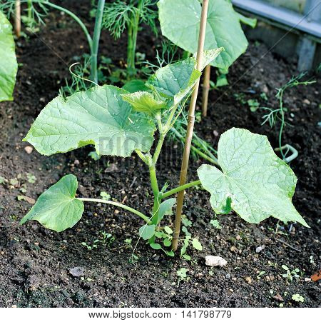 Young seedlings of cucumber on the gardenbed