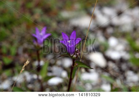 Flowers of the Clustered Bellflower (Campanula glomerata).