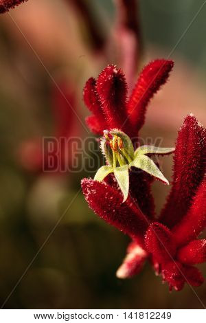 Dark red Tall Kangaroo Paws flowers Anigozanthos flavidus blooms in a botanical garden in Australia