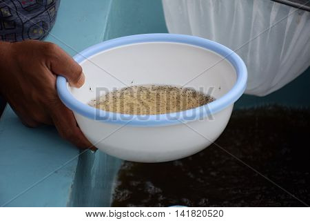 Larval shrimp in plastic bowl. Aquaculture animals.