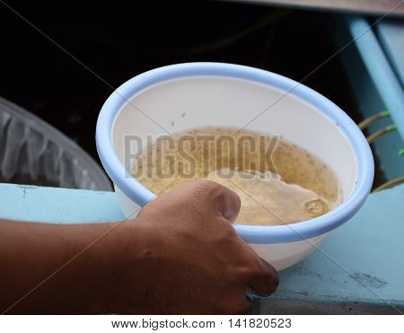 Larval shrimp in plastic bowl. Aquaculture animals.