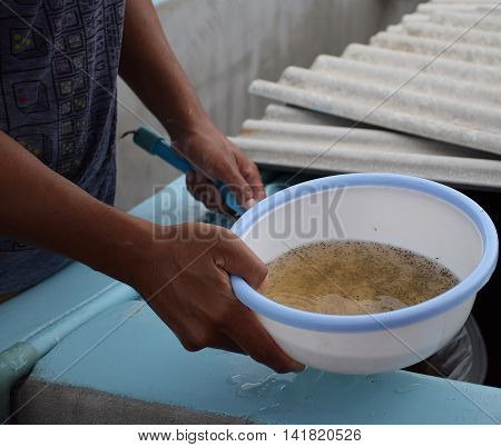 Larval shrimp in plastic bowl. Aquaculture animals.