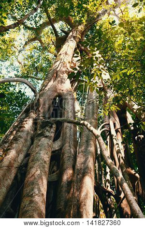 Massive Tree Is Buttressed By Roots Tangkoko Park