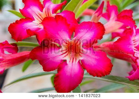 Beautiful Tropical Flowers In Thailand