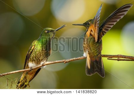 Two fighting hummingbirds at the feeders in Ecuador