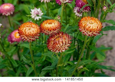 Helichrysum Paper Daisy Straw Flower.