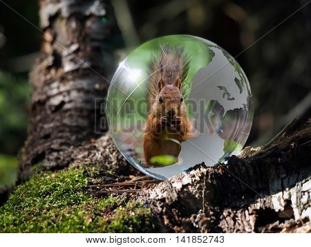 Ball Sphere in the woods on moss. Reflection - animal protein. The concept of animal welfare the preservation of endangered species endangered animals ecology