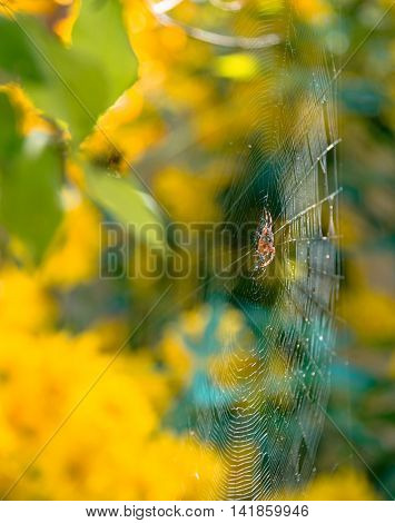 Summer Mood: Spider wove a web of its own in the bush 